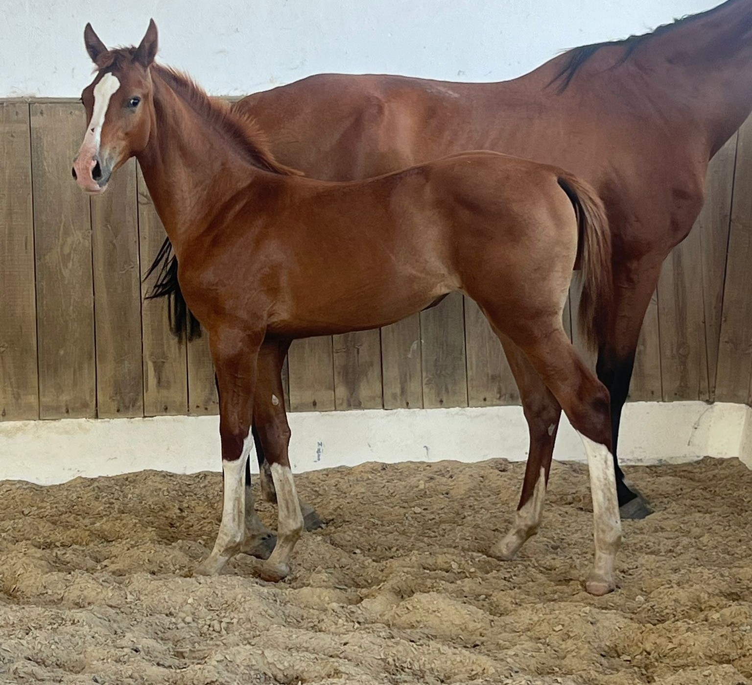 horse